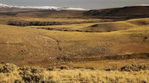 Landelijk Leven Het Andesgebergte Herfst Dierlijke Industrie Geitenkudde Grazend Gouden — Stockvideo