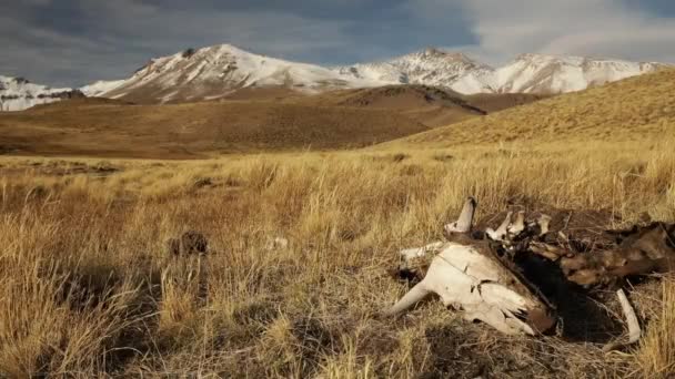 西洋の風景 前景に死んだ牛の骨と頭蓋骨のビューは 黄色の牧草地に横たわっている 背景にあるアンデス山脈とドミュヨ火山 — ストック動画