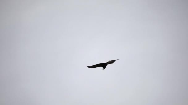 Fauna Patagonia Ptáci Detailní Pohled Andské Kondory Vultur Gryphus Letící — Stock video