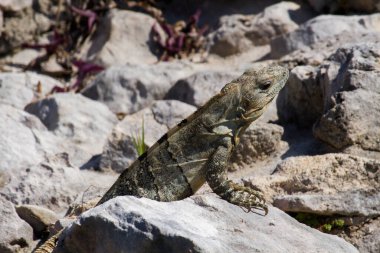 Vahşi yaşam. Tulum 'un Maya harabelerinde bir kayanın üzerinde duran bir iguananın yakın çekimi.