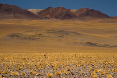 And Dağları 'ndaki Idyllic manzarası. Andean vicunalarının sihirli manzarası, Vicugna, sarı çayırlarda otlamak. San Francisco Geçidi 'ndeki altın vadi ve kahverengi dağlar, Catamarca, Arjantin.