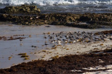 Vahşi yaşam. Tropik kuşlar. Sanderlings olarak da bilinen Calidris Alba sürüsü kumsalda. 