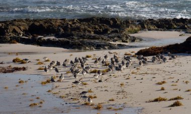 Tropik ekosistem. Vahşi yaşam. Sanderlings olarak da bilinen Calidris Alba deniz kuşlarının kolonisi, okyanus sahilinde. Yosun otları, kayalar ve deniz dalgaları çevrenin bir parçasıdır..