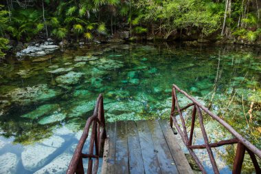 Tropik cennet. Ormandaki zümrüt renkli bir su deposuna giden ahşap pist. Güzel bitki örtüsü ve dokusu. Yatağında taşlar olan şeffaf su havuzu..
