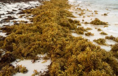 Tropik yosunlar. Doğal dokular. Tropikal sahil kıyısındaki yosun sargassum muticum 'a yakın çekim..  