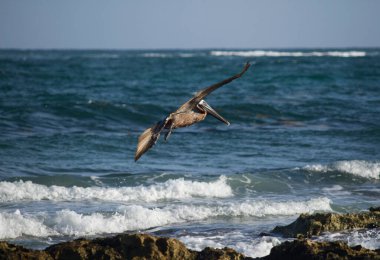 Tropik vahşi yaşam. Deniz kuşları. Kahverengi pelikan, Pelecanus occidentalis, mavi okyanus ve kıyı kayaları üzerinde uçuyor.. 