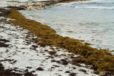 Su bitkileri. Tropik plaj. Deniz yosunlarının kıyıya vurduğu yakın görüntü deniz dalgaları..  