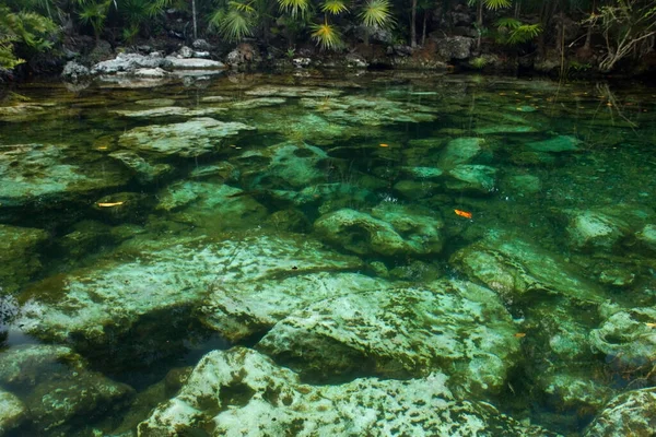 Okouzlující Krajina Pohled Tropické Palmy Listí Smaragdové Barvy Vody Cenote — Stock fotografie