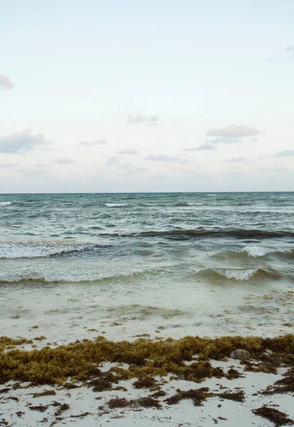 Foto Verticale Paesaggio Marino Sabbia Bianca Sargas Gulfweed Oceano Blu — Foto Stock