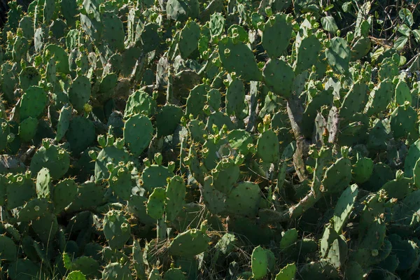 Flora Textura Natural Cactus Opuntia Também Chamada Nopal Com Frutos — Fotografia de Stock