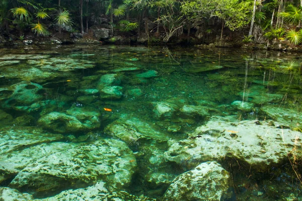 Encantador Paisaje Vista Las Hojas Palmeras Tropicales Cenote Agua Color — Foto de Stock