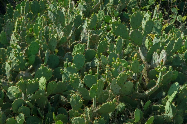 フローラ 自然な質感 サボテンOpuntia ノパルとも呼ばれます 果物と トゥルムのマヤ遺跡で ユカタン メキシコ — ストック写真