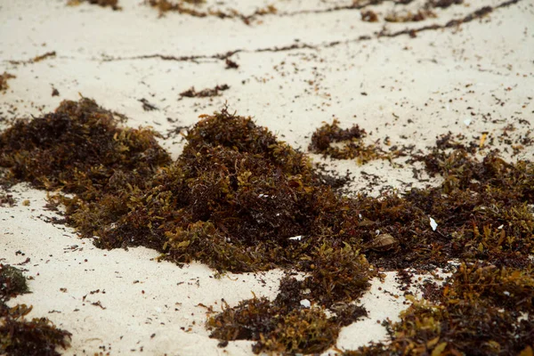 Τροπική Χλωρίδα Φύκια Κλείσιμο Της Άλγης Sargassum Στη Λευκή Ακτή — Φωτογραφία Αρχείου