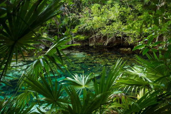 Tropické Listy Rostlin Okouzlující Krajina Pohled Tropické Palmy Listí Smaragdové — Stock fotografie