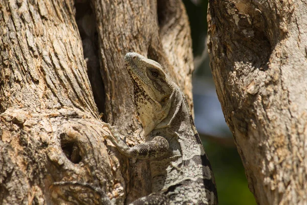 Vida Silvestre Fauna Reptiles Gran Iguana Camuflada Los Troncos Los — Foto de Stock