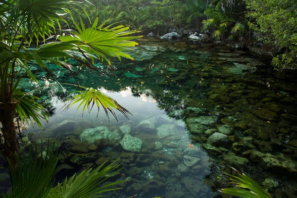 Paraíso Tropical Textura Natural Cenote Agua Color Esmeralda Selva Laguna —  Fotos de Stock
