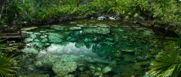 Paraíso Tropical Textura Natural Cor Esmeralda Água Cenotar Selva Lagoa — Fotografia de Stock