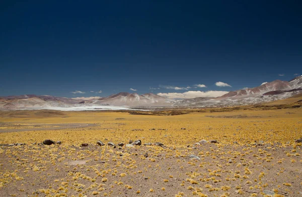 Alpenlandschap Hoog Het Andesgebergte Betoverend Uitzicht Gouden Weide Het Andesgebergte — Stockfoto