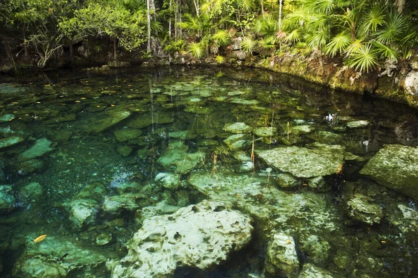 Tropický Ráj Přírodní Textura Smaragdová Barva Vody Cenote Džungli Přírodní — Stock fotografie