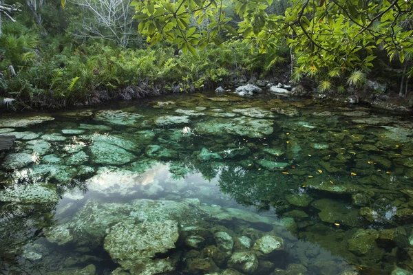 热带天堂天然质感翡翠色的水在丛林中泛红 天然泻湖 床上有透明的水和岩石 周围是热带雨林的树叶 — 图库照片