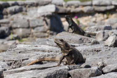 Vahşi yaşam. Kayalık Maya uygarlığındaki iguanalar Tulum, Meksika 'daki harabeler.. 