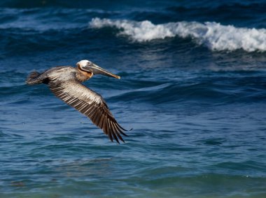 Karayip yaban hayatı. Kuş gözlemciliği. Kahverengi pelikan, Pelecanus occidentalis, uçuyor. Arka planda mavi okyanus ve deniz dalgaları. 