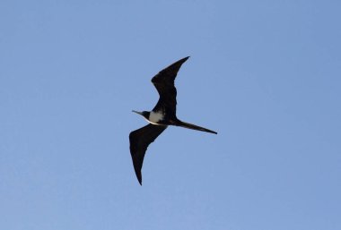 Vahşi yaşam. Deniz kuşları. Fregate büyüteçlerine yakın çekim, aynı zamanda Muhteşem Frigatebird olarak da bilinir, gökyüzünde uçan. 