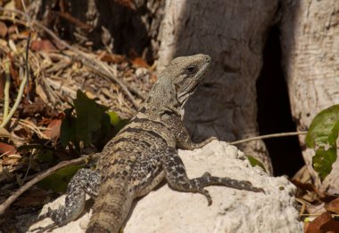 Tropik vahşi yaşam. Dev kertenkele. Ormanda bir kayanın üzerinde güneşlenen bir iguana 'nın yakın çekimi..