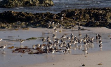 Vahşi yaşam. Tropik kuşlar. Sanderlings olarak da bilinen Calidris Alba sürüsü kumsalda. 