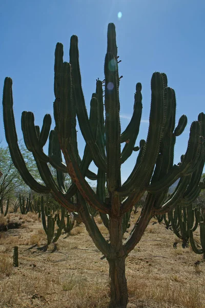 沙漠植物 墨西哥瓜达拉哈拉的仙人掌种植园 仙人掌的肖像 亦称仙人掌 因其可食的果实而得名 又大又有刺的叶子 — 图库照片
