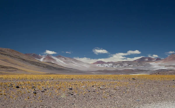 Alpenlandschap Hoog Het Andesgebergte Betoverend Uitzicht Gouden Weide Vulkanische Cordillera — Stockfoto