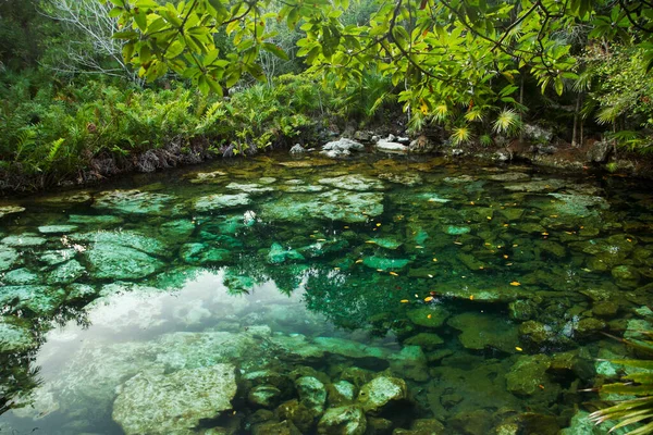 Paraíso Tropical Textura Natural Cenote Agua Color Esmeralda Selva Laguna — Foto de Stock
