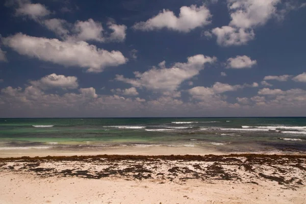 Playa Tropical Remota Orilla Arena Blanca Sargassum Gulfweed Océano Color — Foto de Stock
