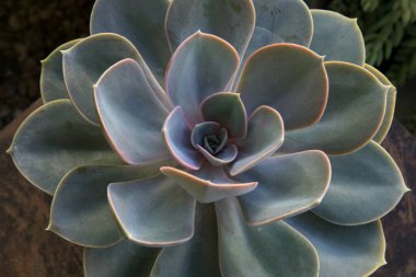 Egzotik sulu bitkiler. Yakından bakınca Echeveria Perle von Nurnberg 'in güzel mavi ve gri yapraklı bir kolyesi görünüyor.. 