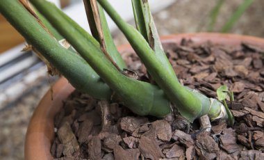 Botanik. Bir Monstera Deliciosa bitkisinin yakın görüntüsü yeşil saplı ve ampuller, bir tencerede büyüyen. 