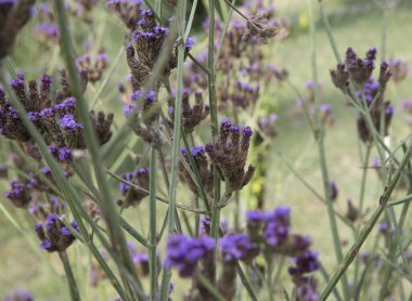 Bahar çiçekleri. Bahçede açan Verbena Bonariensis mor çiçeklerinin yakın görüntüsü.