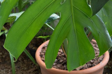 Egzotik bitki örtüsü. Seçici odak noktası, bölünmüş yaprak Philodendron olarak da bilinen, bir tencerede büyüyen, delikleri olan süslemeli yeşil yaprak..
