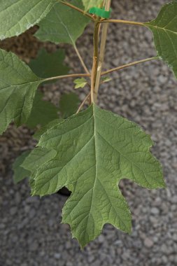 Doğal element. Hydrangea quercifolia 'nın yakın görüntüsü, aynı zamanda meşe yaprağı ortancası olarak da bilinir, şehir bahçesinde büyüyen güzel yeşil bir yaprak..