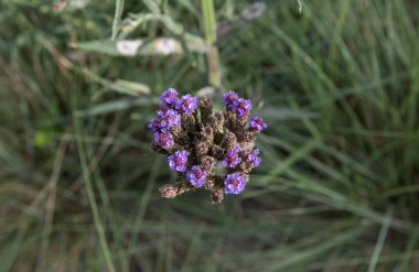 Bahar çiçekleri. Verbena Bonariensis 'in üst görüntüsü, aynı zamanda mor olarak da bilinir, bahçede çiçek açan mor taç yaprakları kümesi..