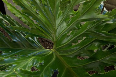 Büyük yaprak dokusu. Bir Philodendron bipinnatifidum 'un yakın görüntüsü, aynı zamanda Lacy Tree Philodendron olarak da bilinir, sinirleri gergin büyük yeşil bir yaprak.