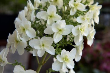 Çiçek. Hydrangea quercifolia 'nın yakından görünüşü, aynı zamanda meşe yaprağı ortancası olarak da bilinir, baharda açan beyaz taç yapraklarının çiçekleri..