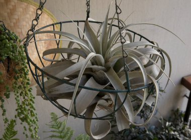 Peyzaj ve bahçe dekorasyonu. Egzotik hava tesisleri. Tillandsia fotokopi makinesinin yakın görüntüsü, fotokopi makinesi olarak da bilinir, balkonda tavandan sarkan metal bir konteynırda saklanır..