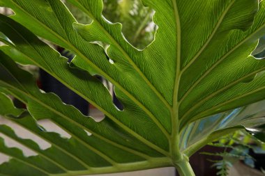 Süslü yaprak dokusu. Bir Philodendron bipinnatifidum 'un yakın görüntüsü, aynı zamanda Lacy Tree Philodendron olarak da bilinir, büyük yeşil yaprak alt dokusu ve sinirleri.