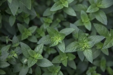 Taze ve organik yemek malzemeleri. Mentha Piperita 'nın yakın görüntüsü, aynı zamanda nane bitkisi olarak da bilinir. Mutfak bahçesinde yetişen koyu yeşil yapraklar.. 