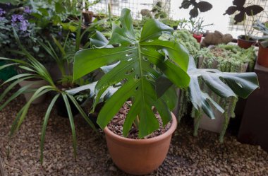 Şehir bahçesi. Parçalanmış yaprak Philodendron olarak da bilinen Monstera Deliciosa 'nın yakın görüntüsü, balkondaki bir çömlekte büyüyen deliklerle süslü yeşil yaprak.. 
