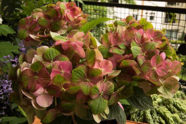 Bitki dokusu ve deseni. Egzotik çiçekler. Hortensia Hydrangea makrophylla Magical 'in yakın görüntüsü, büyük yaprak Hydrangea olarak da bilinir, yeşil ve pembe taç yapraklarından çiçekler, balkonda açan bahar.