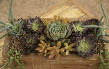 Süslü, sulu bitkiler düzenleme. Tahta bir tencerede yetişen Echeveria, Sedum, Aeonium ve Curio gibi farklı lezzetlerin genel görünümü. Güzel doğal renkler, doku ve desen.