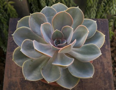 Egzotik sulu bitkiler. Yakından bakınca Echeveria Perle von Nurnberg 'in güzel mavi ve gri yapraklı bir kolyesi görünüyor..