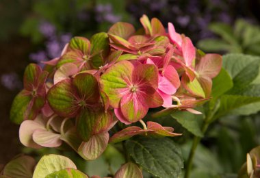 Bitki dokusu ve deseni. Egzotik çiçekler. Hortensia Hydrangea makrophylla Magical 'in yakın görüntüsü, aynı zamanda büyük yaprak Hydrangea olarak da bilinir, yeşil ve pembe taç yapraklarından çiçekler, bahçede açan bahar.