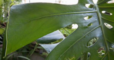 Monstera deliciosa 'nın seçici odak noktası, aynı zamanda bölünmüş yaprak Philodendron olarak da bilinir parlak ve yeşil yaprak altında beyaz süs delikleri ve sinirler.